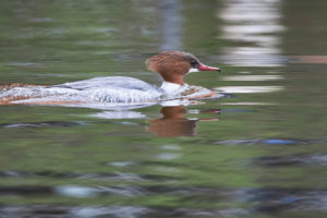 Goosander, Mergus merganser, female, female Goosander, Mergus merganser, female, female